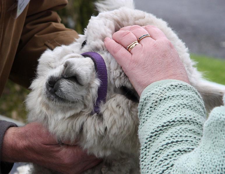 Alpaca cuddle.jpg - . . . . and enjoyed a scratch!